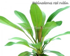 Echinodorus red rubin